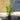 Griselinia Littoralis 'New Zealand Broadleaf' (3L)