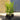 Griselinia Littoralis 'New Zealand Broadleaf' (3L)
