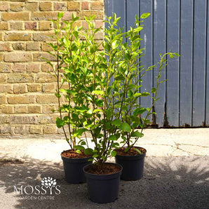 Griselinia Littoralis 'New Zealand Broadleaf' (3L)