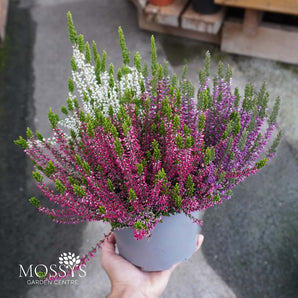 3 Colour Pot Heather 'Calluna Vulgaris' (15cm)