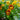 Honeybee Viola | 6 Pack