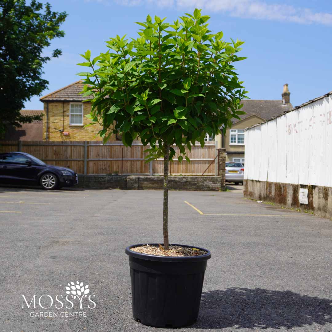 Standard Hydrangea Paniculata 'Limelight' 35L (150cm Inc Pot) – Mossys ...