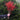red winter berry stems ilex bouquet