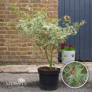 Japanese Maple 'Iyoshi' Acer 7.5L 