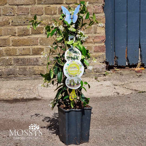 Fragrant Evergreen Jasmine 'Trachelospermum' (50cm)