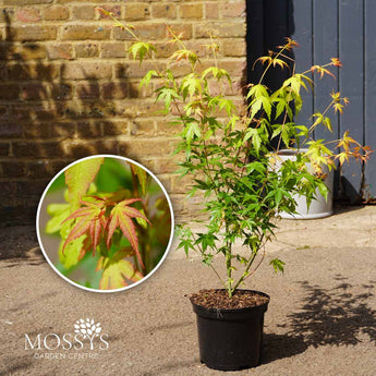 Katsura acer japanese maple 3l