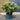 Variegated Hebe (40cm)