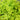 Lysimachia Goldilocks 'Golden Creeping Jenny' 6 Pack