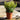 Euonymus Japonicus (9cm Pot)