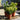 Euonymus Japonicus (9cm Pot)