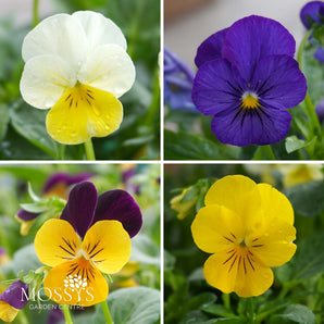 Mixed Viola | 6 Pack