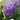 mothers day planted wicker basket campanula