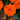 Impatiens 'New Guinea' (20cm)