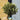 Standard Olive Trees 'Olea Europaea' (110 Inc Pot) head