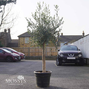 Large Standard Olive Trees 'Olea Europaea' (4-5ft)