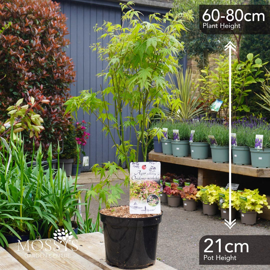 Japanese Maple Acers (60-80cm)