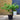 Japanese Maple 'Osakazuki' Acer 7.5L (80-90cm Inc Pot)