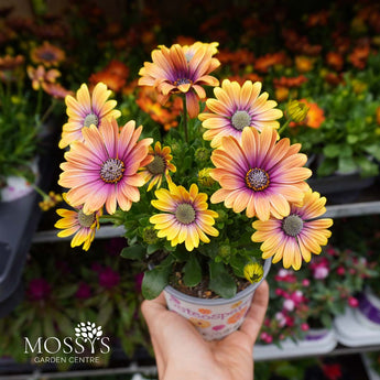 osteospermum-fire-orange