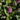 Pink Hebe (1.6L)