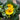 Mothers Day Planted Flower Bowl