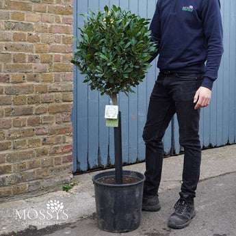 Premium Bay Tree 'Laurus Nobilis' (140cm Inc Pot) 
