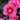 pink primrose flowers