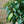 Load image into Gallery viewer, Bay Tree &#39;Prunus Lusitanica Angustifolia&#39; (Portuguese Laurel) (135cm)
