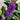 Purple Hebe (1.6L)