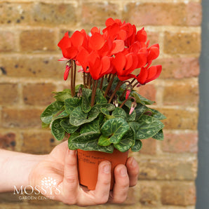 Winter Cyclamen (12cm)