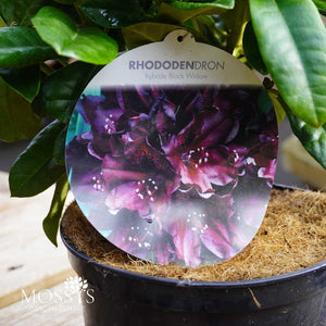 Rhododendron 'Black Widow' (30cm)