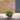 Scabiosa 'Blue Note' 1.5L (40cm)