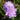 Scabiosa 'Blue Note' 1.5L (40cm)