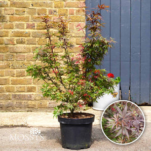 Japanese Maple 'Shaina' Acer 7.5L (80-90cm Inc Pot)