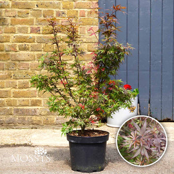 Japanese Maple 'Shaina' Acer 7.5L (80-90cm Inc Pot)