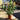 Duo Skimmia Japonica (40cm)