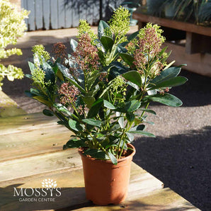 Duo Skimmia Japonica (40cm)