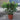 Skimmia Japonica 'Duo' (40cm)