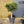 Load image into Gallery viewer, Large Standard Olive Trees (110cm)
