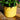 Indoor Glazed Sprig Pot | Yellow (16cm)