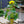 Load image into Gallery viewer, Sunflower &#39;F1 Sunsation Yellow&#39; (40cm)

