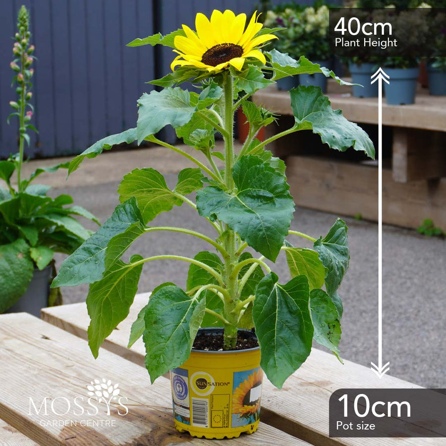 Sunflower 'F1 Sunsation Yellow' (40cm)