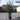 english yew taxus baccata 10l pallet