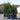 english yew taxus baccata 10l pallet