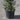 english yew taxus baccata 10l pallet
