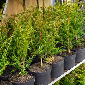 English Yew 'Taxus Baccata' 2L Pot (30cm)