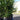 english yew taxus baccata 10l pallet