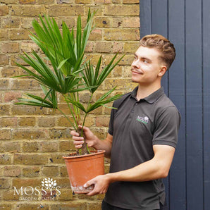 Chusan Palm 'Trachycarpus Fortunei' (90cm Inc Pot)