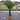 Eagle Palms 'Trachycarpus Fortunei' (110cm)