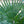 Load image into Gallery viewer, Eagle Palms &#39;Trachycarpus Fortunei&#39; (110cm)

