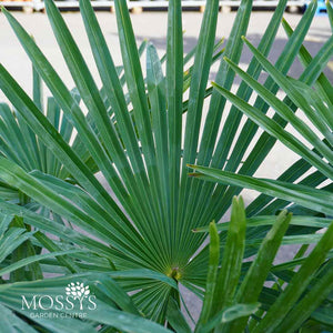 Eagle Palms 'Trachycarpus Fortunei' (110cm)